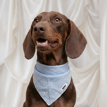 Cafide Bandana // Hundebandana i bomuld (blue plumeti)