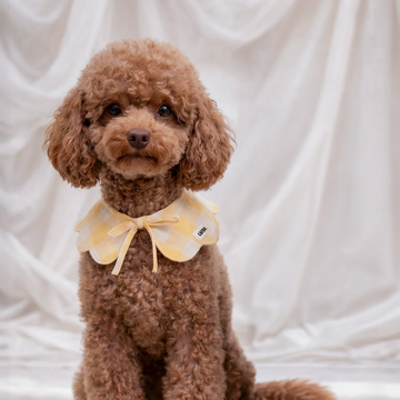 Cafide Neck Bow // Necktie for dogs (yellow gingham)