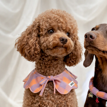 Cafide Neck Bow // Necktie for dogs (violet vichy)