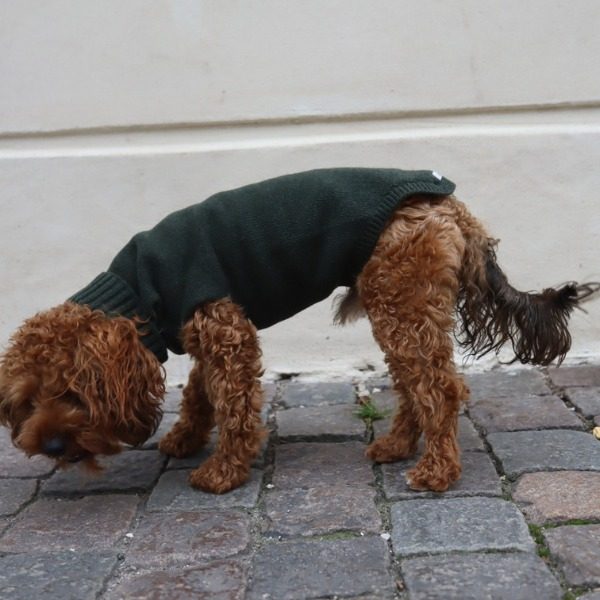 Calimar Sweater // Strikket hundesweater i uld (mørkegrøn)