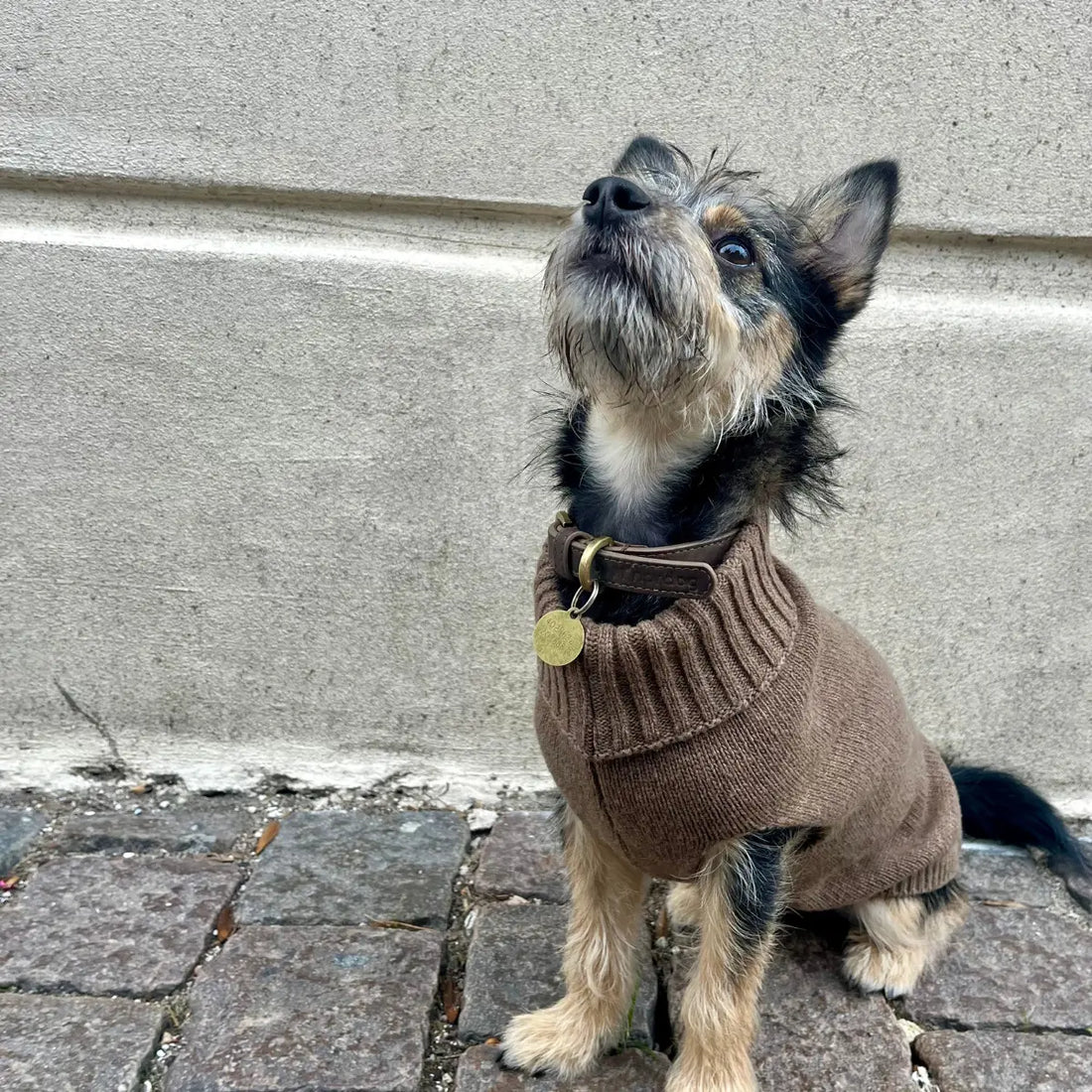 Calimar Sweater // Strikket hundesweater i uld (brun)