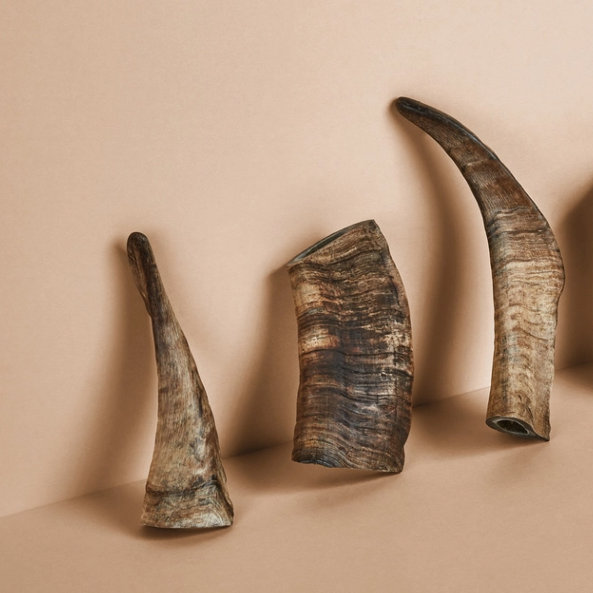 Canophera Fårehorn // 100% naturlig og holdbar tyggesnack (flere størrelser)