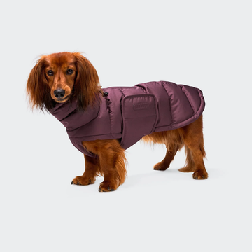 Cloud7 Alaska, Dachshund // Extra warm winter jacket (aubergine)