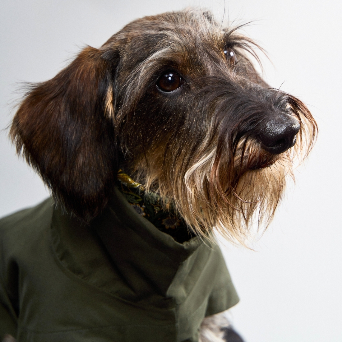 Cloud7 Dublin 2.0, Gravhund // Vand -og vindtæt regnjakke (dark olive)