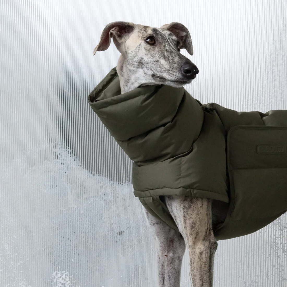 Cloud7 Alaska // Extra warm winter jacket for dogs (light olive)