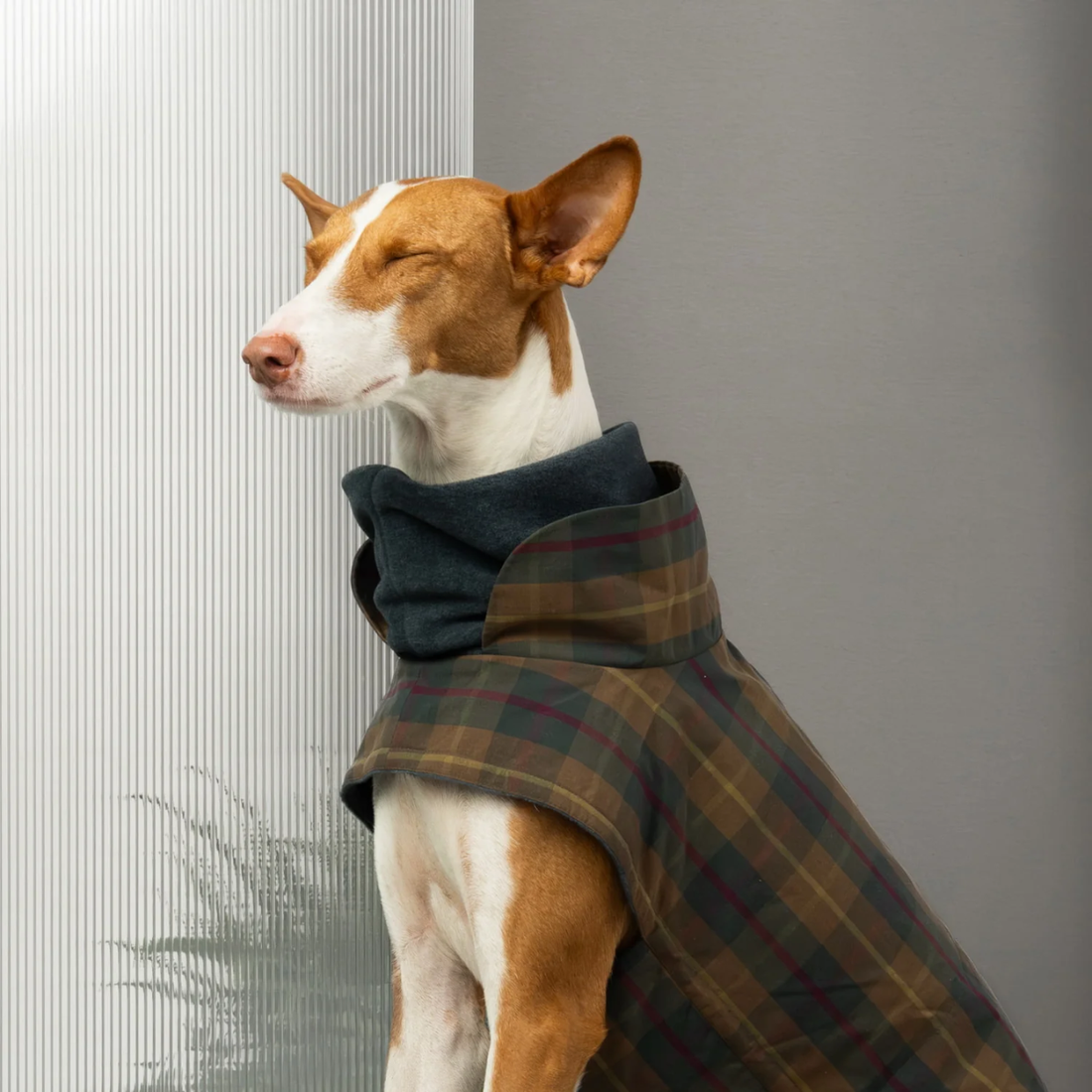 Cloud7 Brooklyn // Warm and water-repellent dog jacket (waxed tartan)* size 4