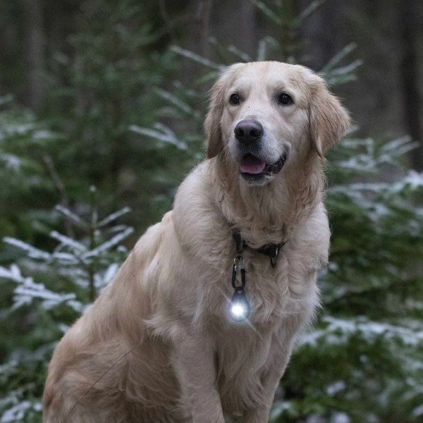 Orbiloc Dog Dual // Hundelygte (dark)