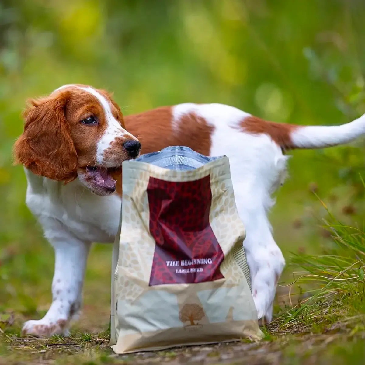 Essential The Beginning Large Breed // Tørfoder til hvalpe over 15kg.