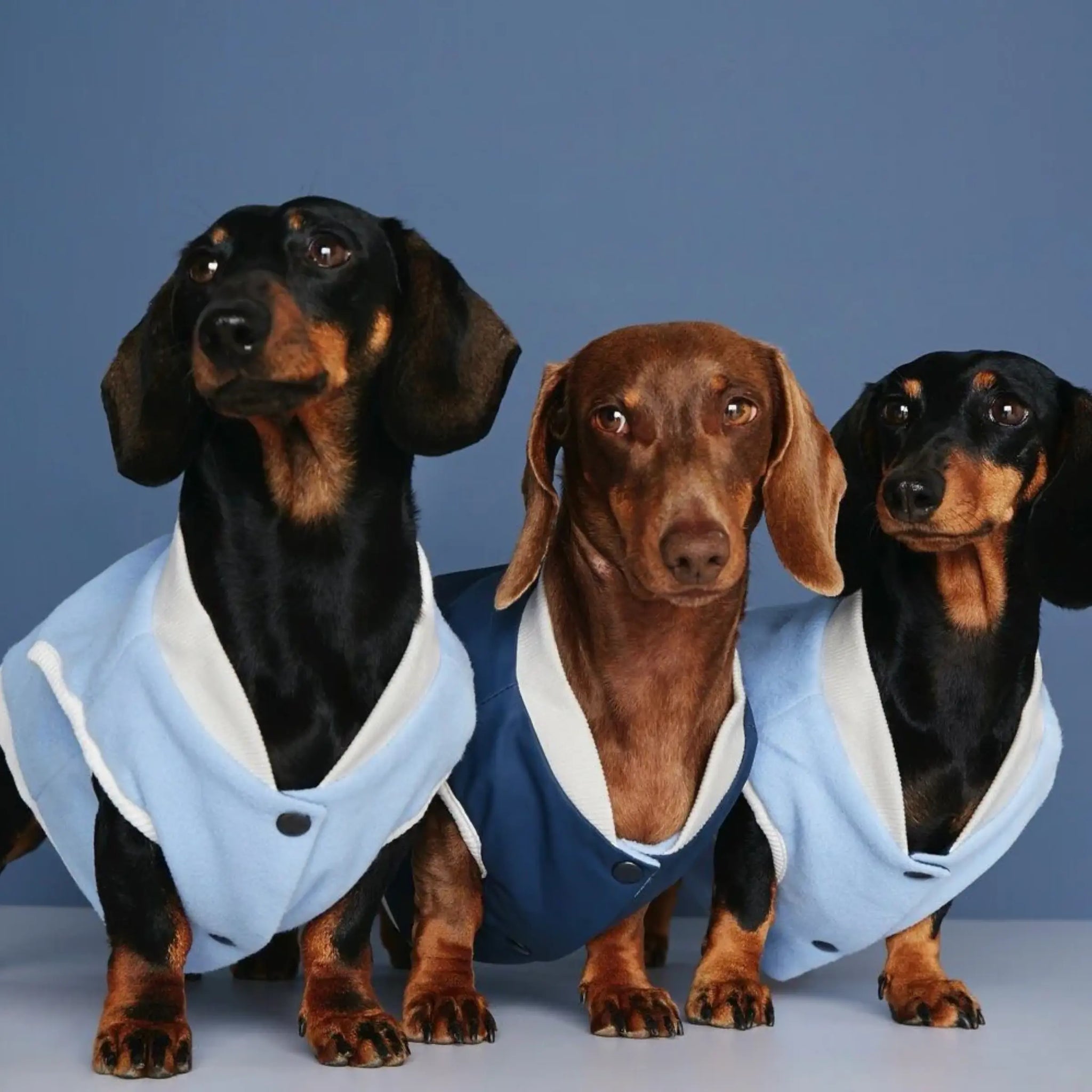 Francis Bomber // Waterproof &amp; reversible dog jacket (blue)