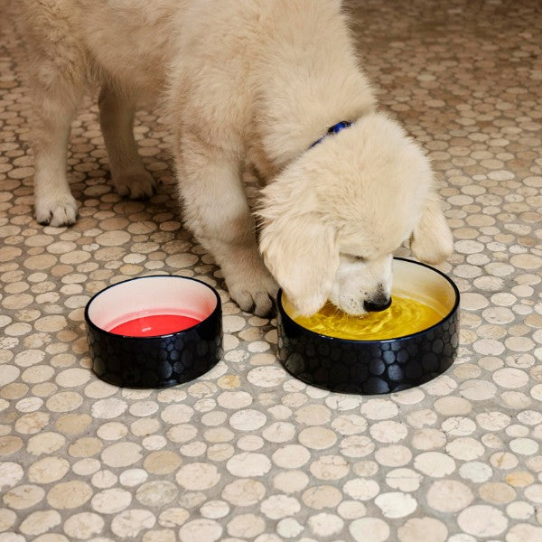 HAY Dogs Bowl Large // Hundeskål i keramik (gul/navy)