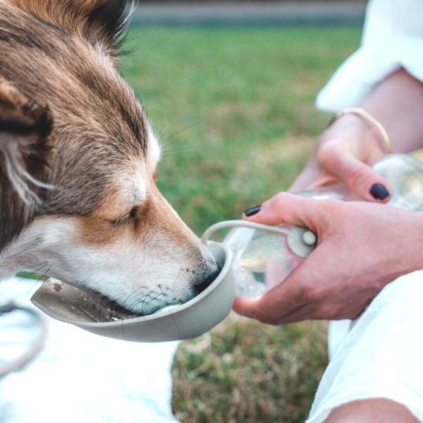 Hunter Travel // Drikkeflaske til hund