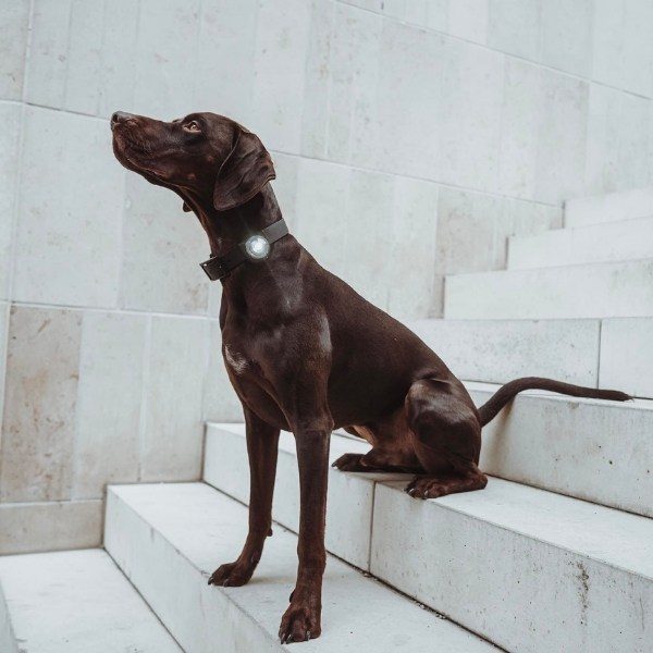 Orbiloc Dog Dual // Hundelygte (hvid)
