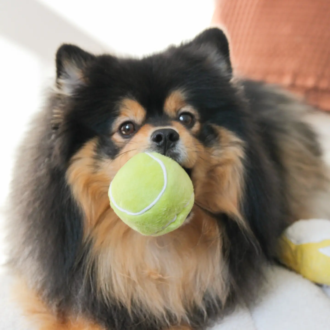 Lambwolf Tennis Pop // Activity Toy with Soft Ball