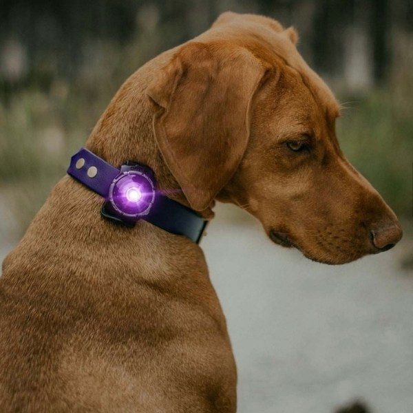 Orbiloc Dog Dual // Hundelygte (lilla)