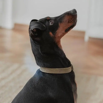Butter Olive // ​​Soft leather collar (olive green)