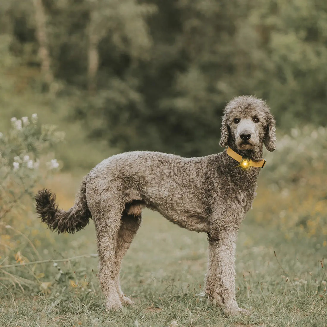 Orbiloc Dog Dual // Hundelygte (gul)