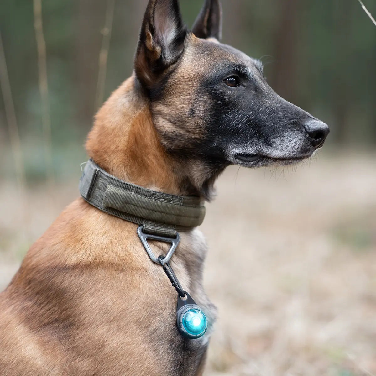 Orbiloc Accessories // Carabiner for dog flashlight, good for long-haired dogs