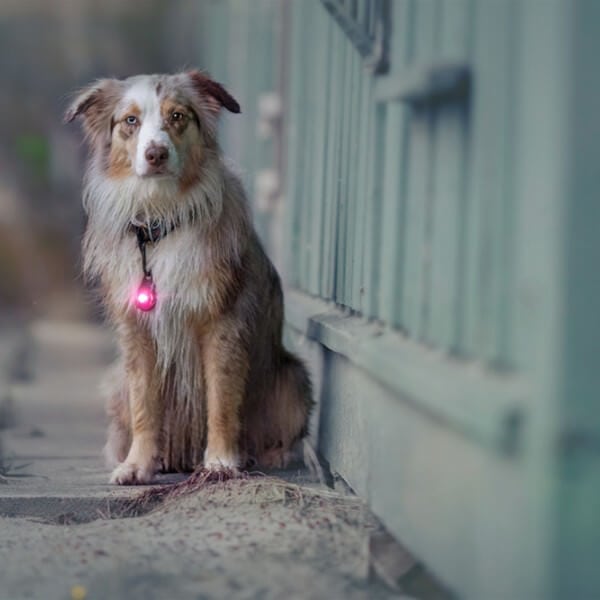 Orbiloc Dog Dual // Hundelygte (pink)