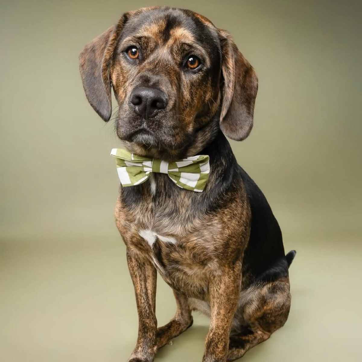 Classic Checkmate // Dog bow tie with classic checks (green-white)
