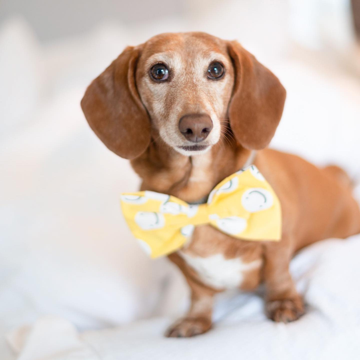 Friendship // Hundebutterfly med smileys