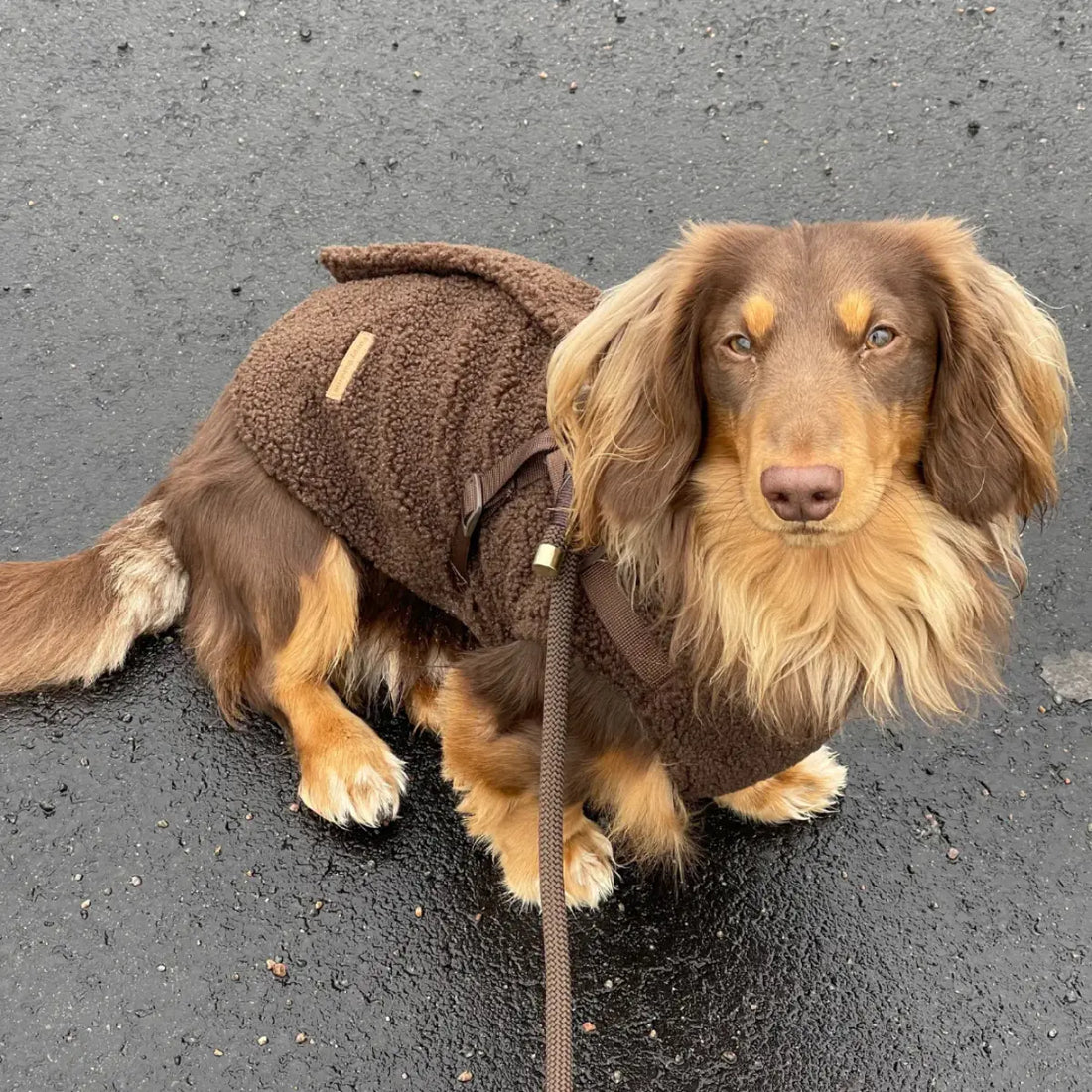 Puppy Bohème // Blød teddyjakke med sele (espresso)
