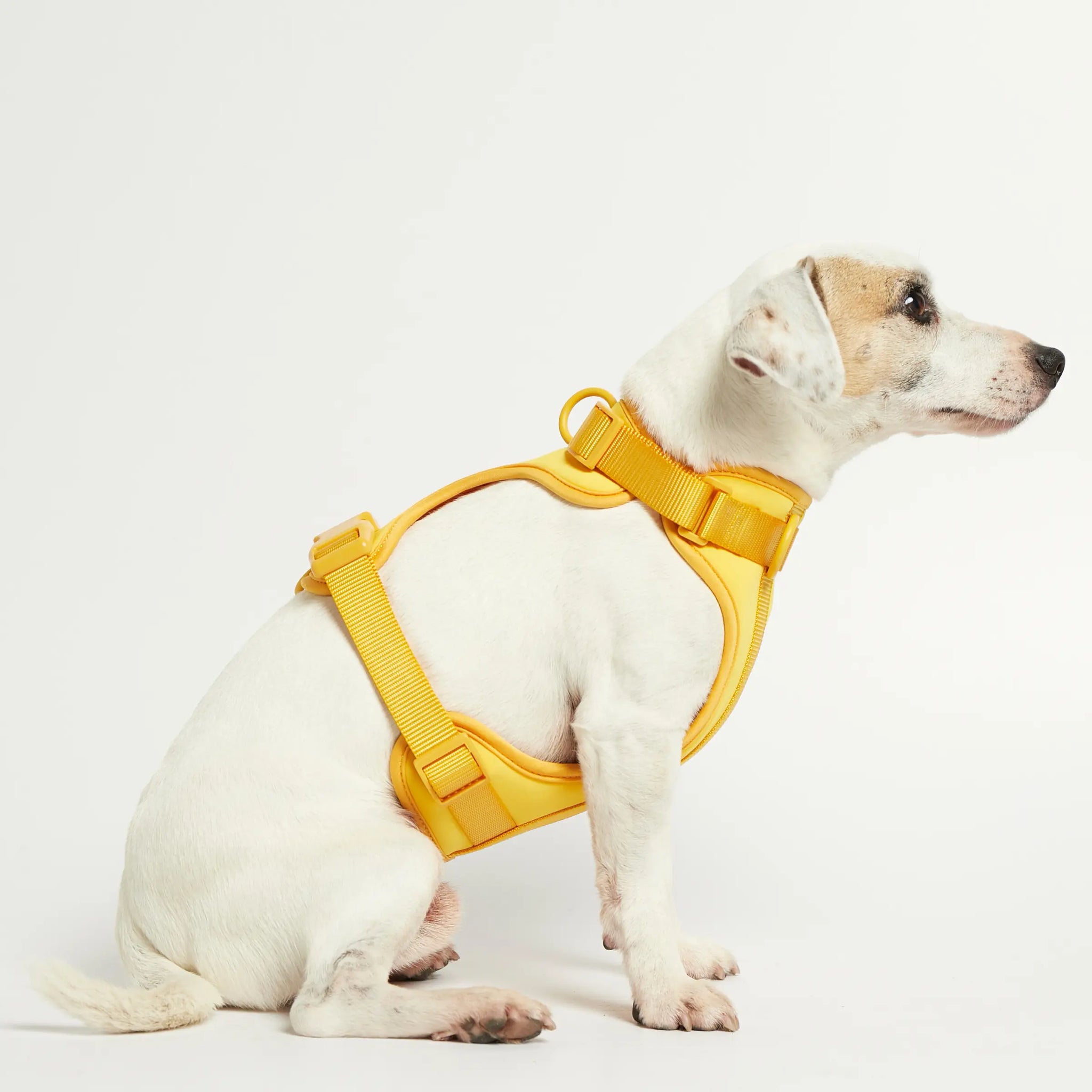 Rose W. Harness // Robust og justerbar hundesele (gul)