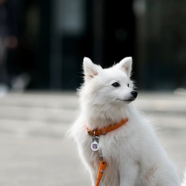 Waudog // Rundsyet halsbånd i læder (orange)