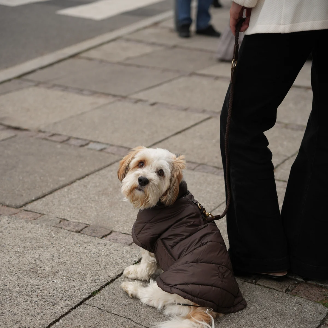 Staey Nora // Vinterjakke til hunde (espresso)