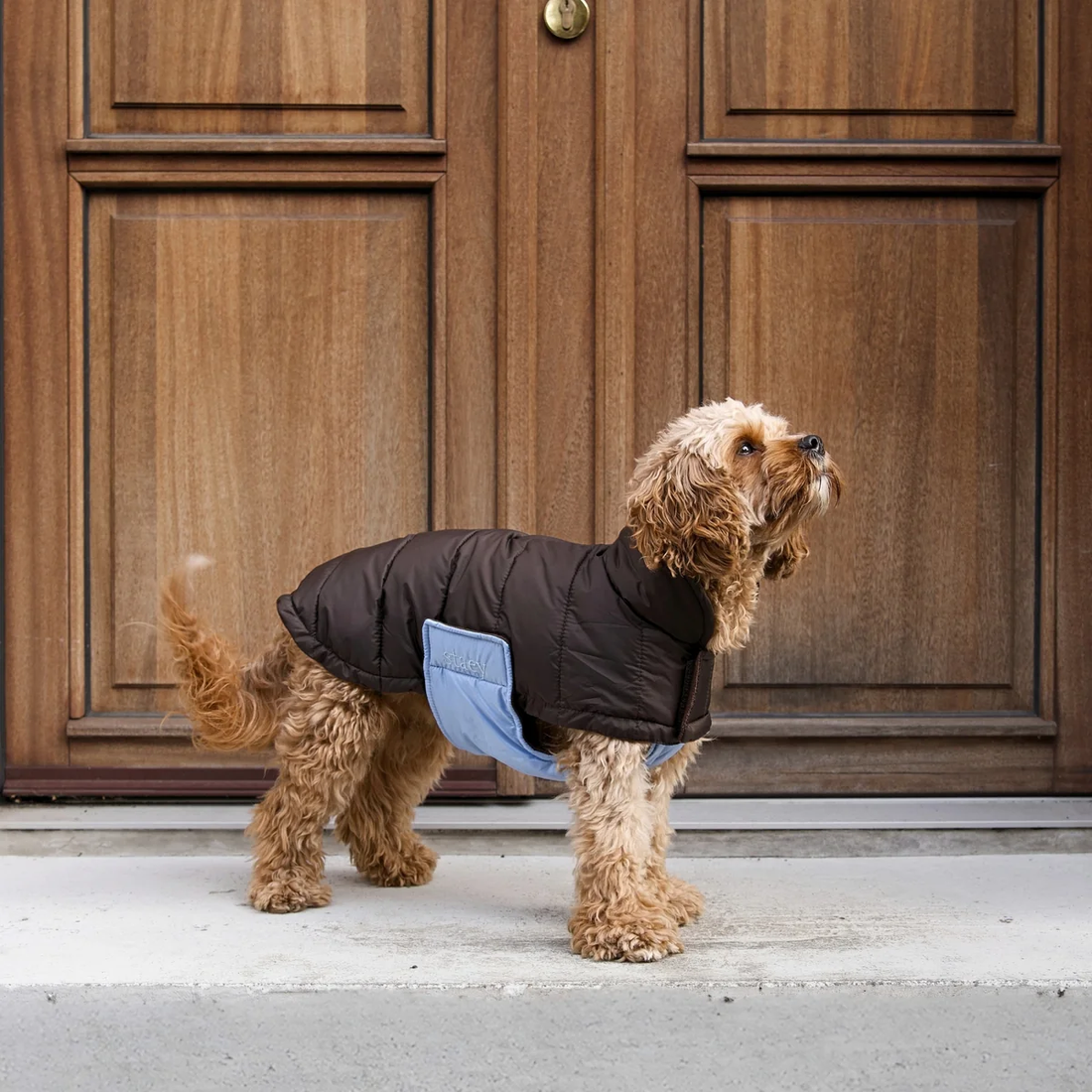 Staey Nora // Let vinterjakke til hunde (espresso/sky blue)