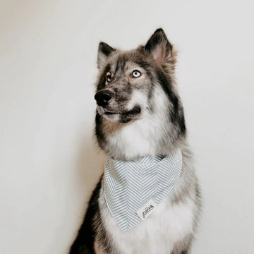 Breezy // Hundebandana med sildeben (lyseblå)