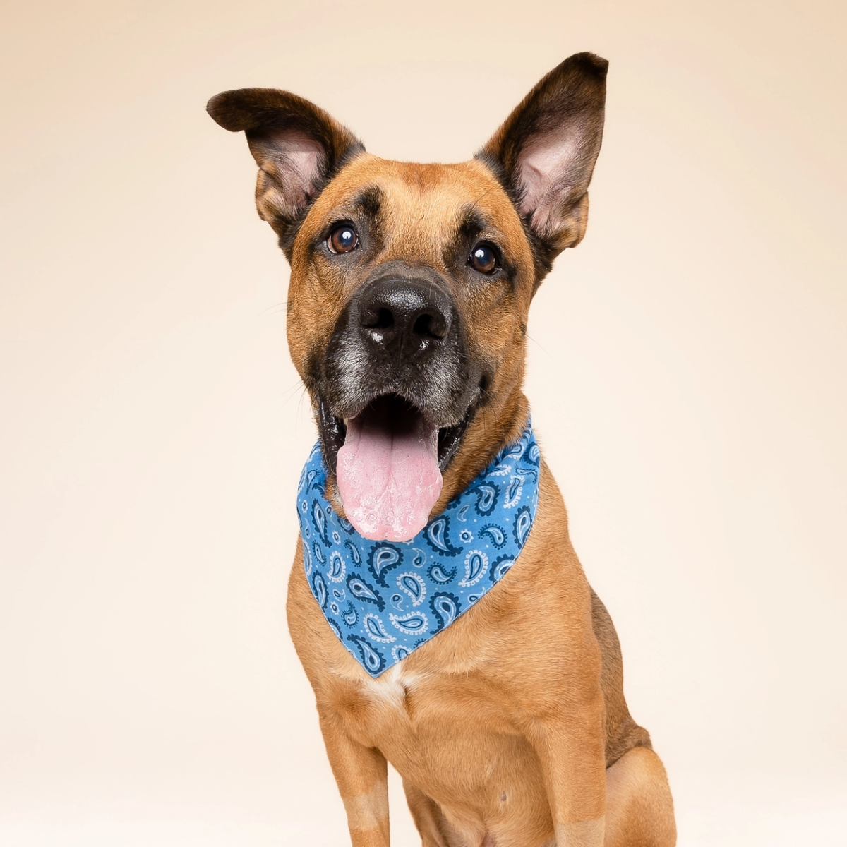 West // Dog bandana in paisley pattern (blue)