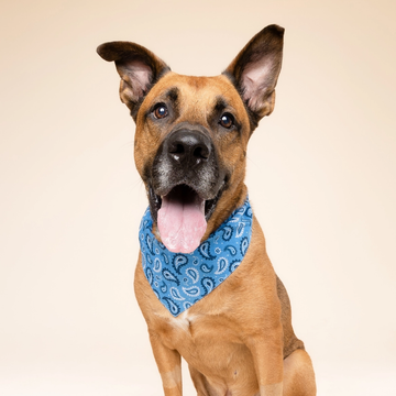 West // Dog bandana in paisley pattern (blue)