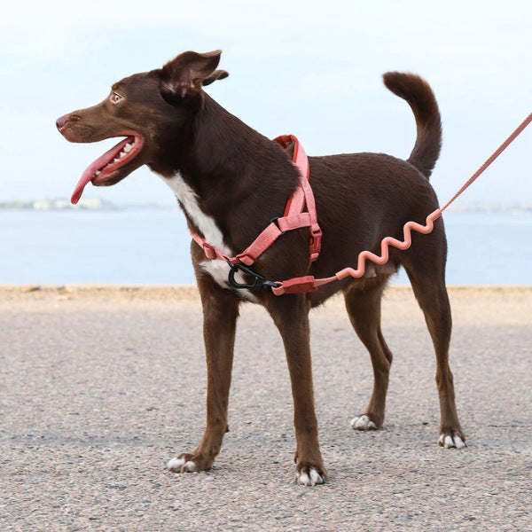 Zee.dog Canyon // No-pull dog harness (pink) Large – Hunni